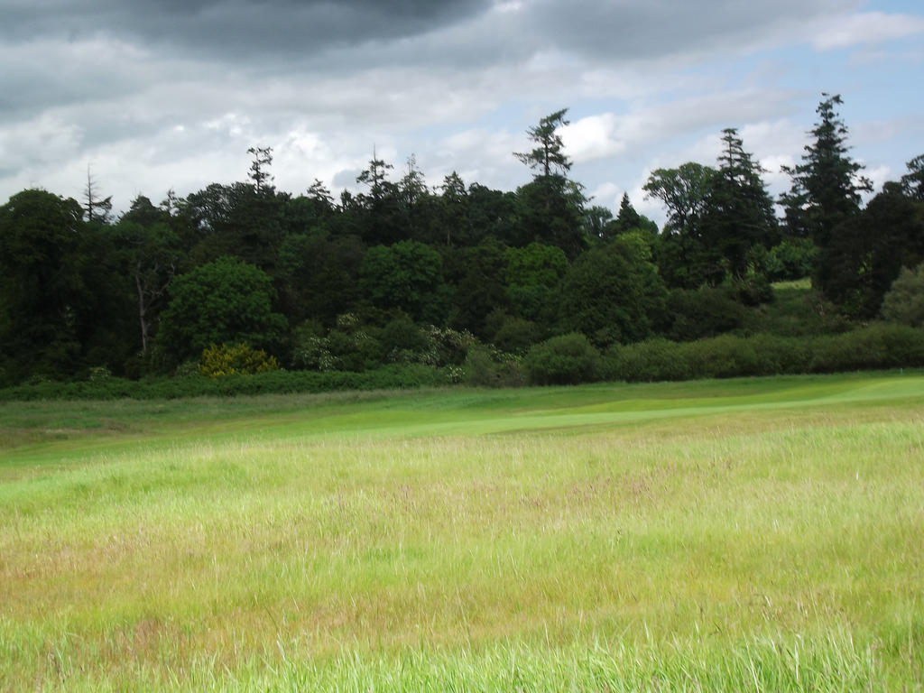 Light/Dark meadow