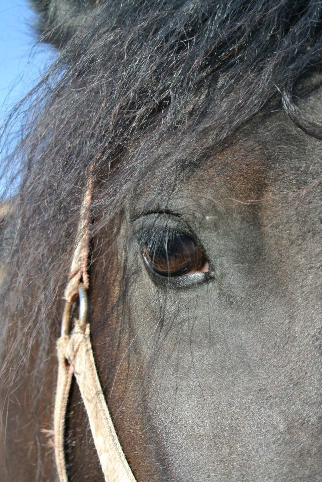 Frieisian eye