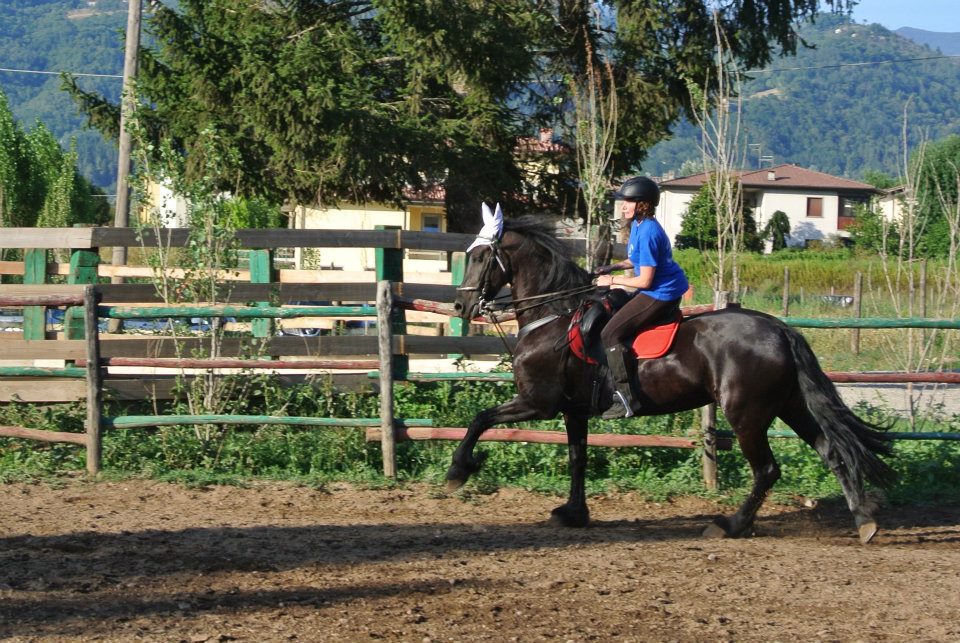 Friesian Cantering