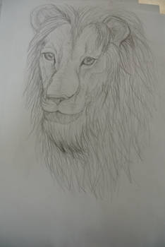 Quick Lion Sketch