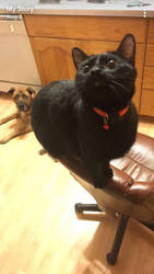 Give Treat Plz