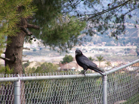 Crows Work For THe GOVERMENT