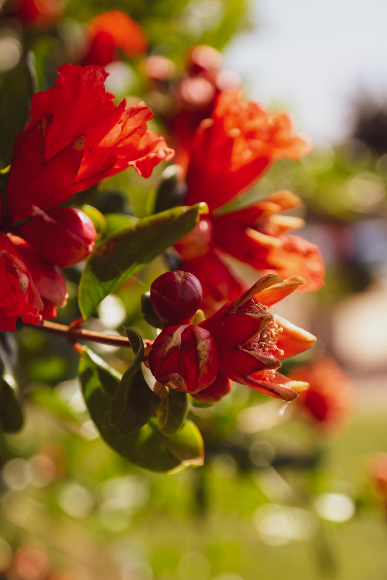 Pomegranate tree by luisfcc on DeviantArt