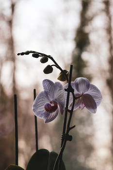 Orchid 