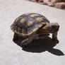 Baby Mojave Desert Tortoise