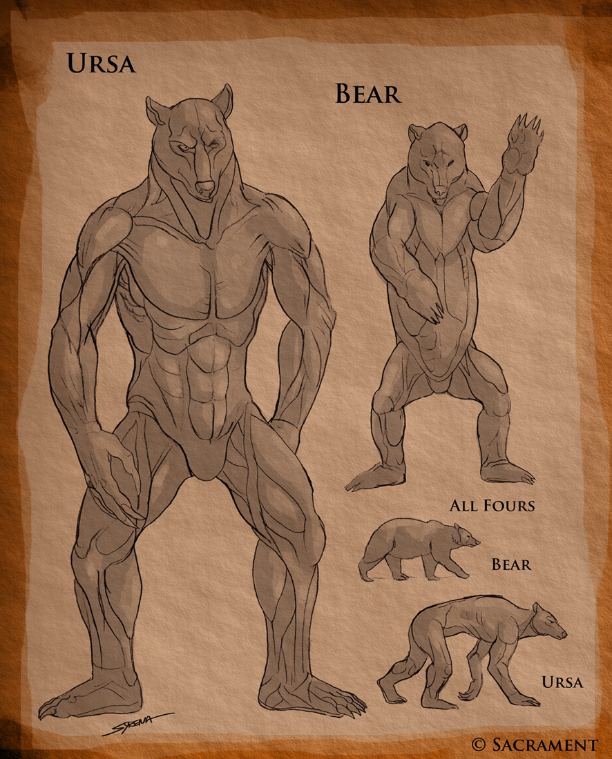 Ursa Anatomy