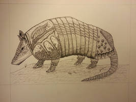 armadillo