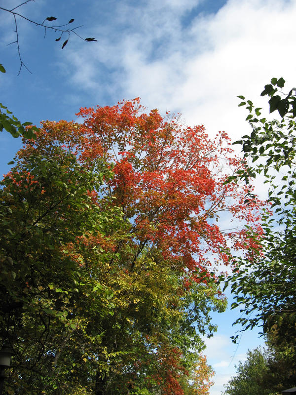 Fall Sky