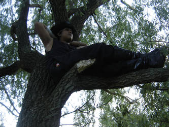 Hiei in a tree