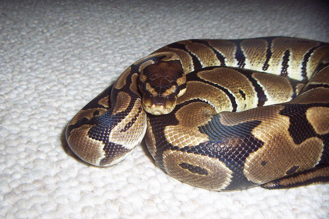 My Cute Python by Art-is-a-blast-un on DeviantArt