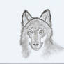 Realistic Wolf Drawing