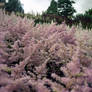 The pink Forest.