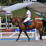 Show Jumping Stock 009