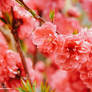 Blooming red Japanese peach flower