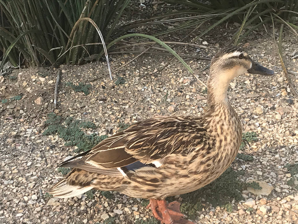 Female Mallard Duck by NeoTheBat100 on DeviantArt