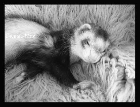 Ferret Dreams