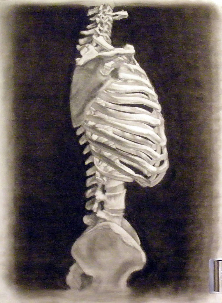 Rib Cage Study: FA-213 by WoodyLWG on DeviantArt