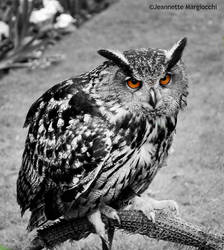 Eurasian Eagle Owl (Bubo bubo)