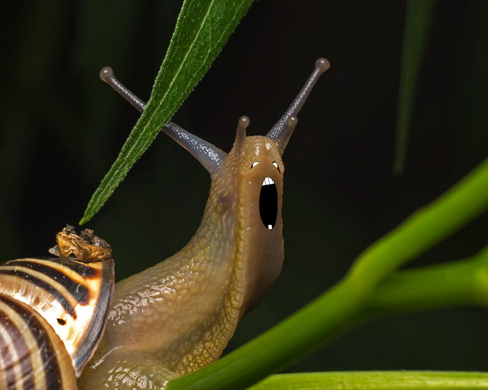 Extremely Rude Snail One angry snail by zeenon on DeviantArt