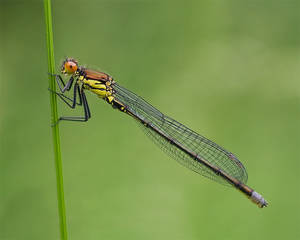 .Damselfly.