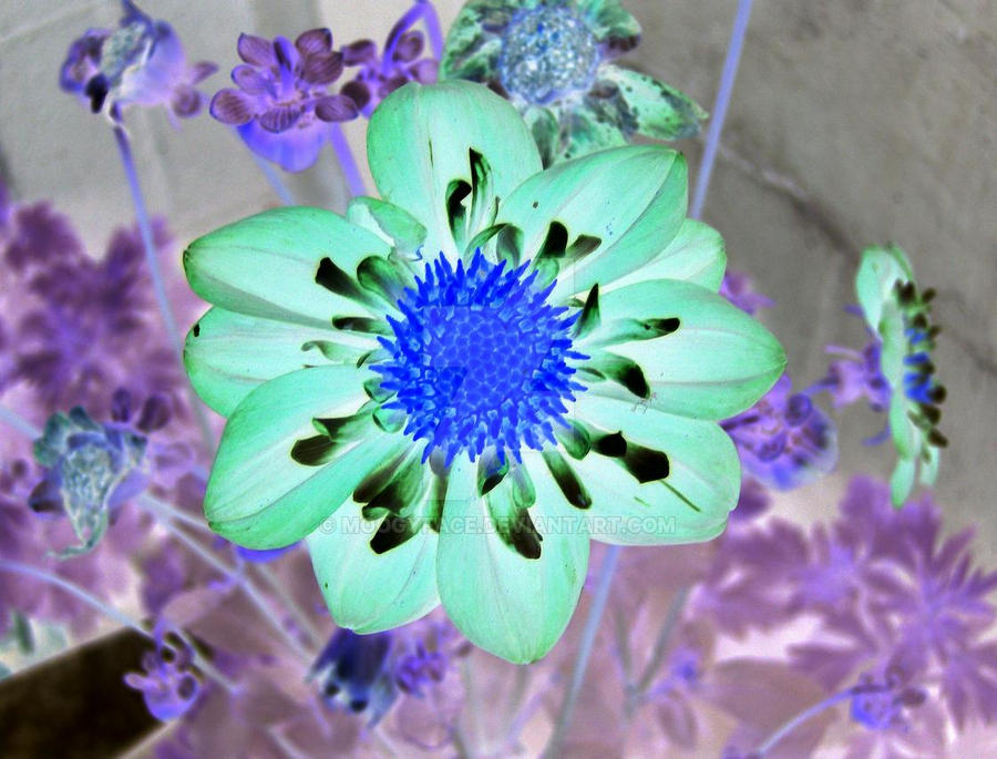 Inverted Rose Flower inverted flower by moogyface on DeviantArt