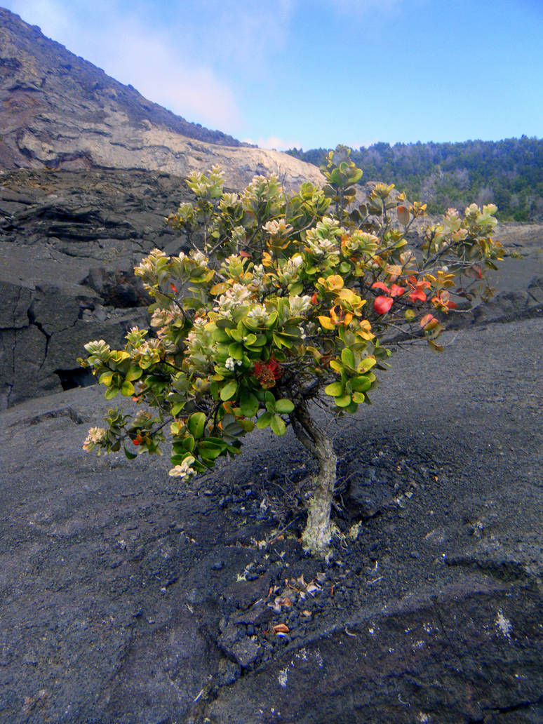 Tree In Lava Lava tree by Spazbulb on DeviantArt