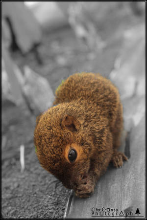 squirel by Lapyasonta squirel by Lapyasonta