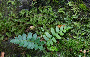 Mill and Stream Composite Project 3