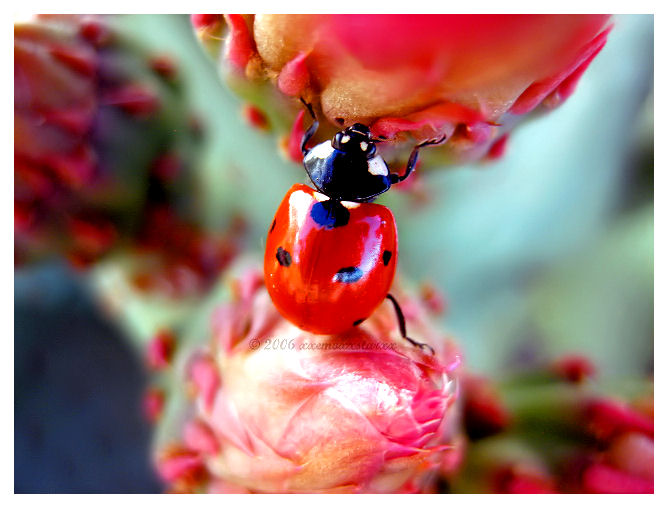 ladybug adventures