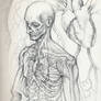 Vampire Anatomy 1