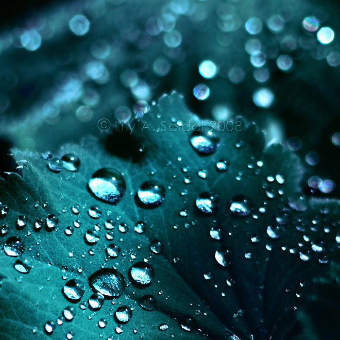 Kisses in the Moonlight