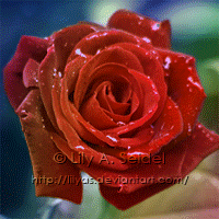 Rainbow Rose Avatar