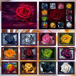 Magical Roses - CALENDAR