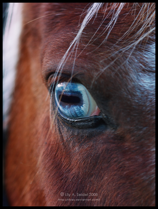 Blue-eyed Horse