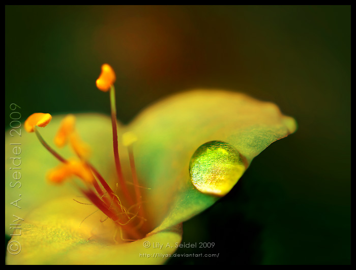 Solitaire