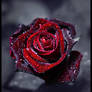 Luxury Rose Revival