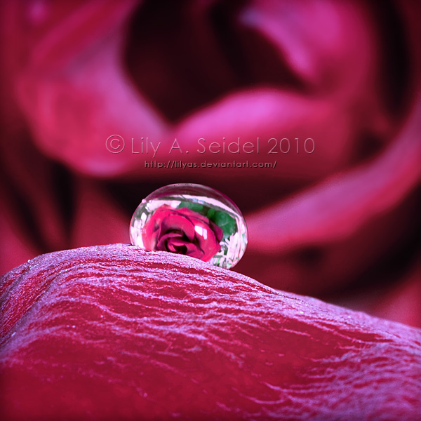 Refracted Rose