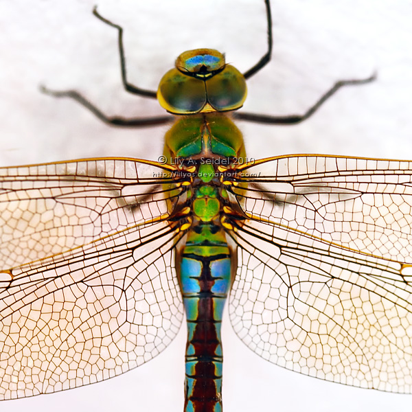 Dragonfly by Lilyas