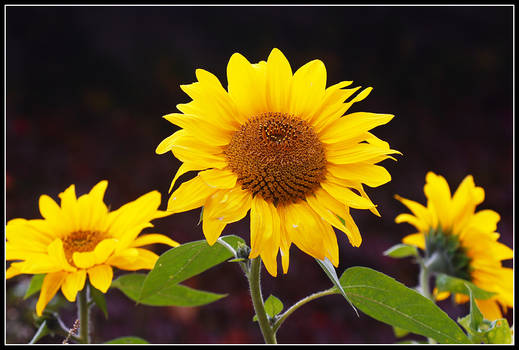 Sunflowers In Your Heart