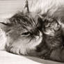 Suffering Cuteness