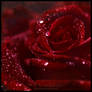 Red Rose