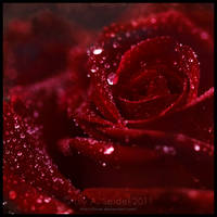 Red Rose