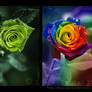 Magical Roses Triptych