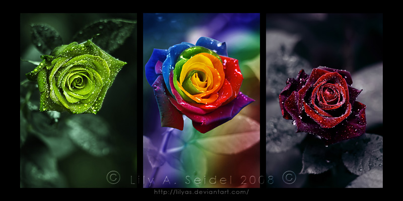 Magical Roses Triptych