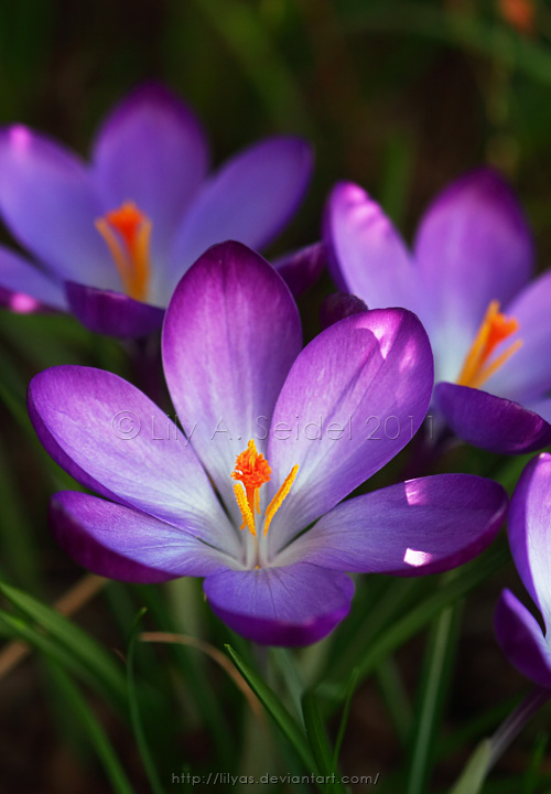 First Spring Blossom