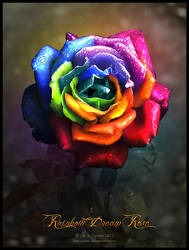 Rainbow Dream Rose