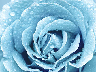 Winter Rose by Lilyas