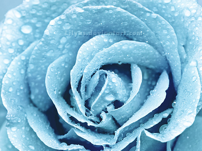 Winter Rose