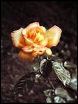 Golden June Rose by Lilyas