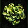 Green Glamour Rose